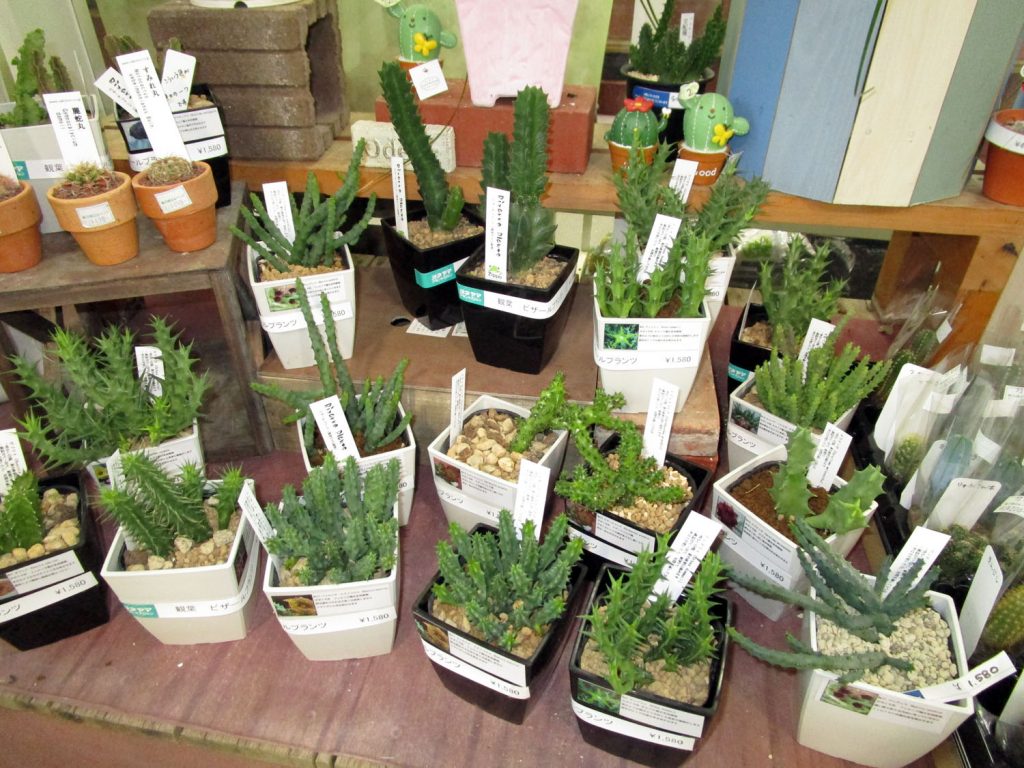 ピザールプランツ✨️奇想天外✨️ ビザールプランツ再入荷!! | ザ・ガーデンの園芸スタッフブログ