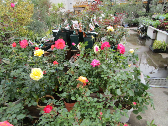 バラの大苗入荷しています！ | ザ・ガーデンの園芸スタッフブログ