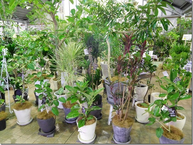 沖縄県から観葉植物が大小100鉢以上入荷しました ザ ガーデンの園芸スタッフブログ