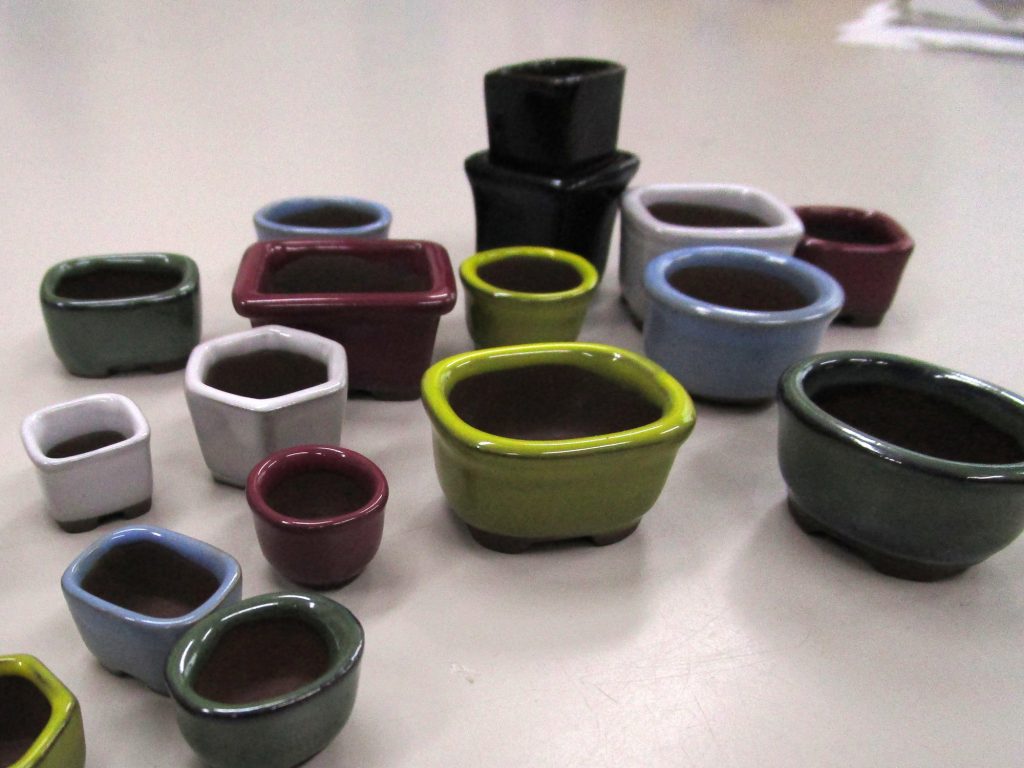 SAD 非常に希少な斑入り【コレクション株】【発根済】【作家鉢】【台湾】 d264e0fa90c87051393f74d88e78b0