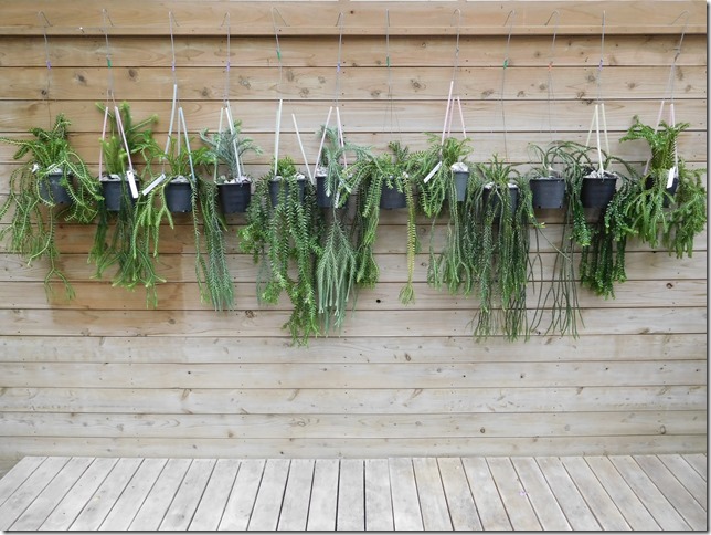 人気に枝垂れるシダ植物 フペルジア が10品種入荷 ザ ガーデンの園芸スタッフブログ
