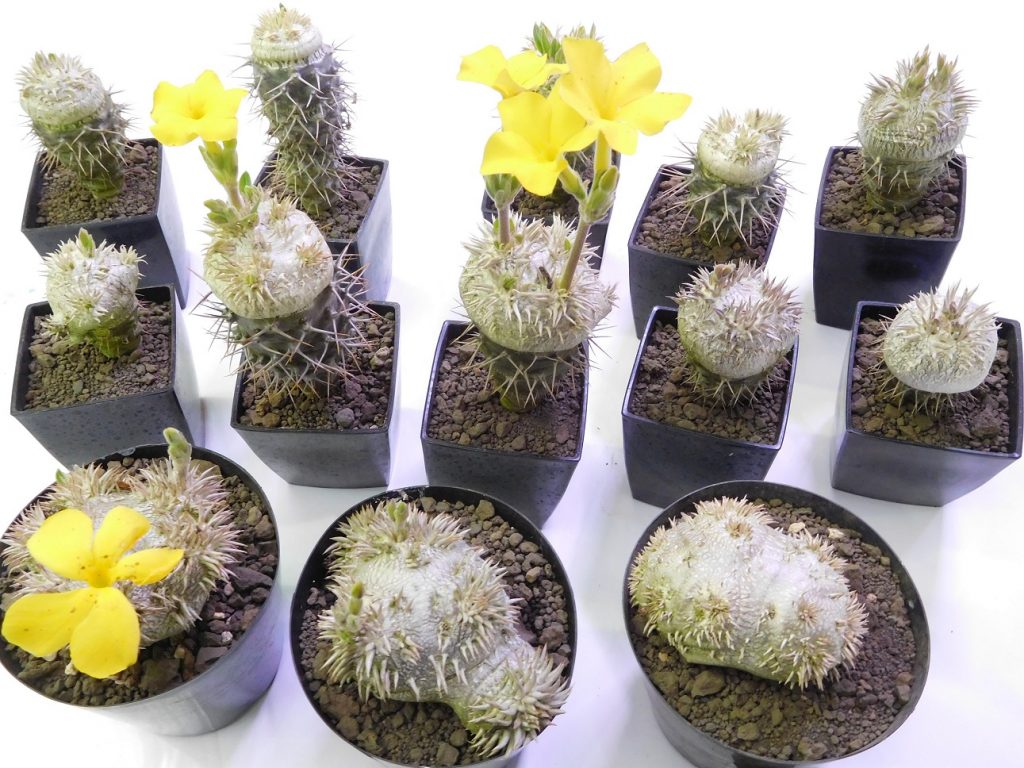 人気のコーデックス「パキポディウム ブレビカウレ」入荷しました