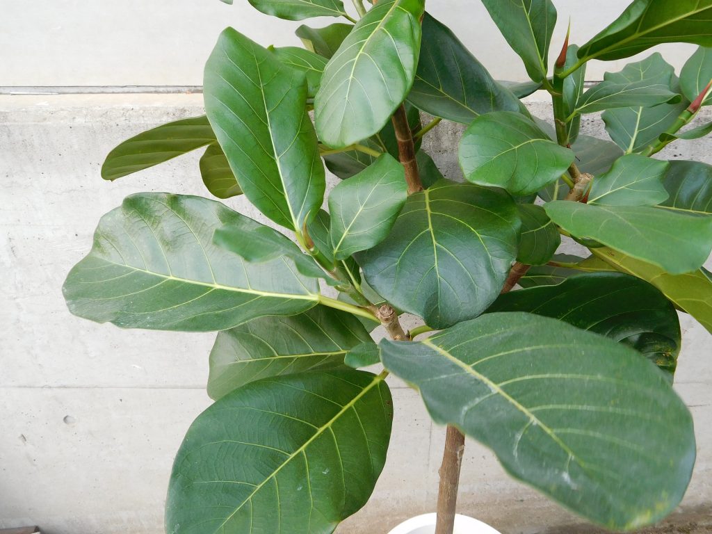 ちょっとマニアックな観葉植物が入荷しましたよ(*'ω'*) | ザ ちょっとマニアックな観葉植物が入荷しましたよ(*'ω'*) | ザ
