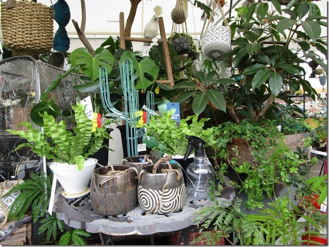 観葉植物 入荷しました！ | ザ・ガーデンの園芸スタッフブログ