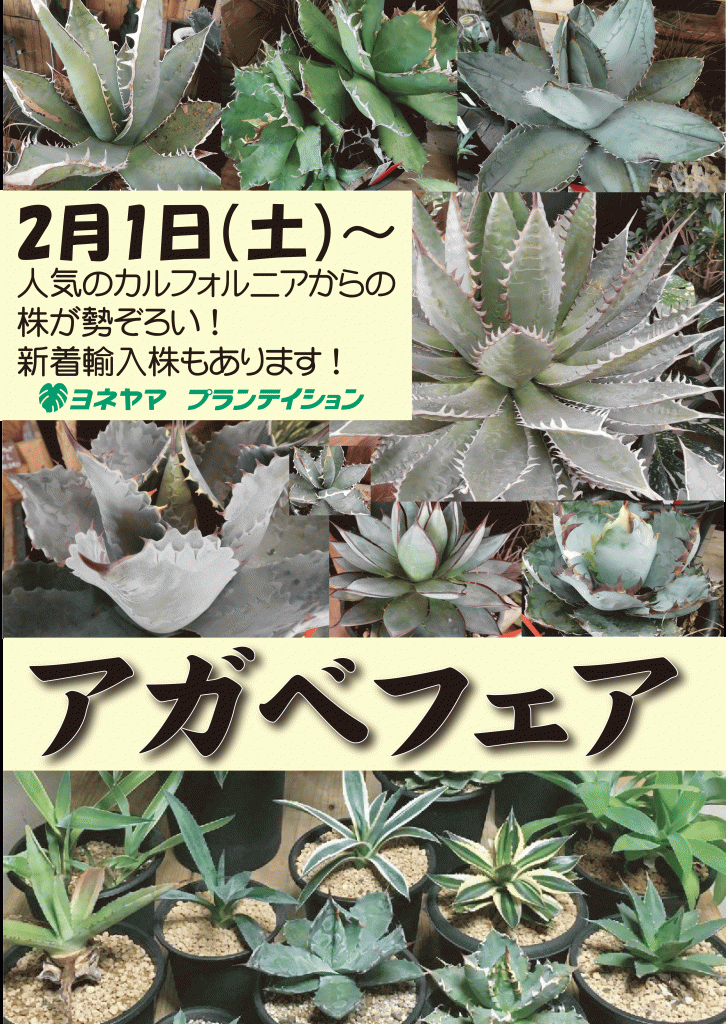 2月1日開催 アガベ フェア In ヨネヤマ ザ ガーデンの園芸スタッフブログ
