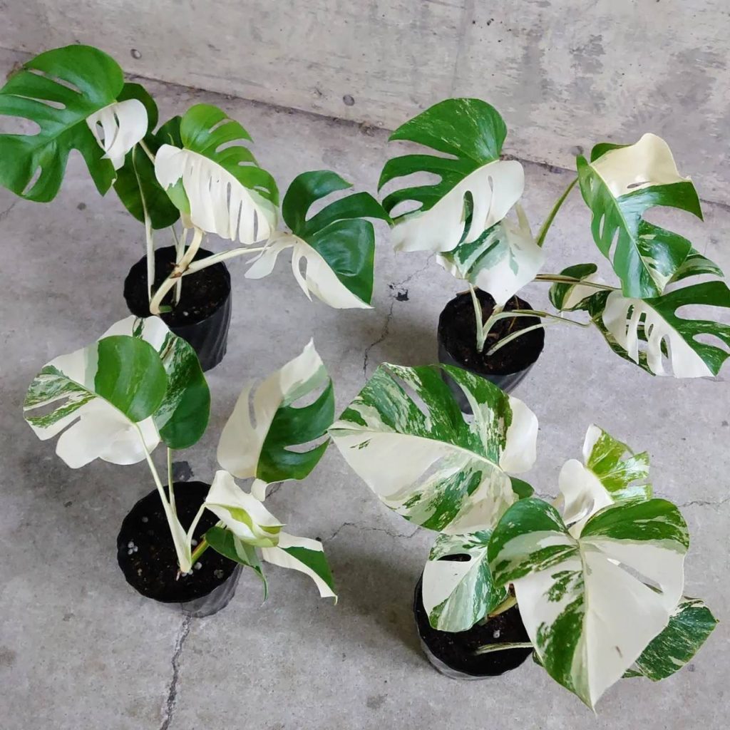 ☆新葉60cm☆斑入りモンステラ☆ - 植物/観葉植物