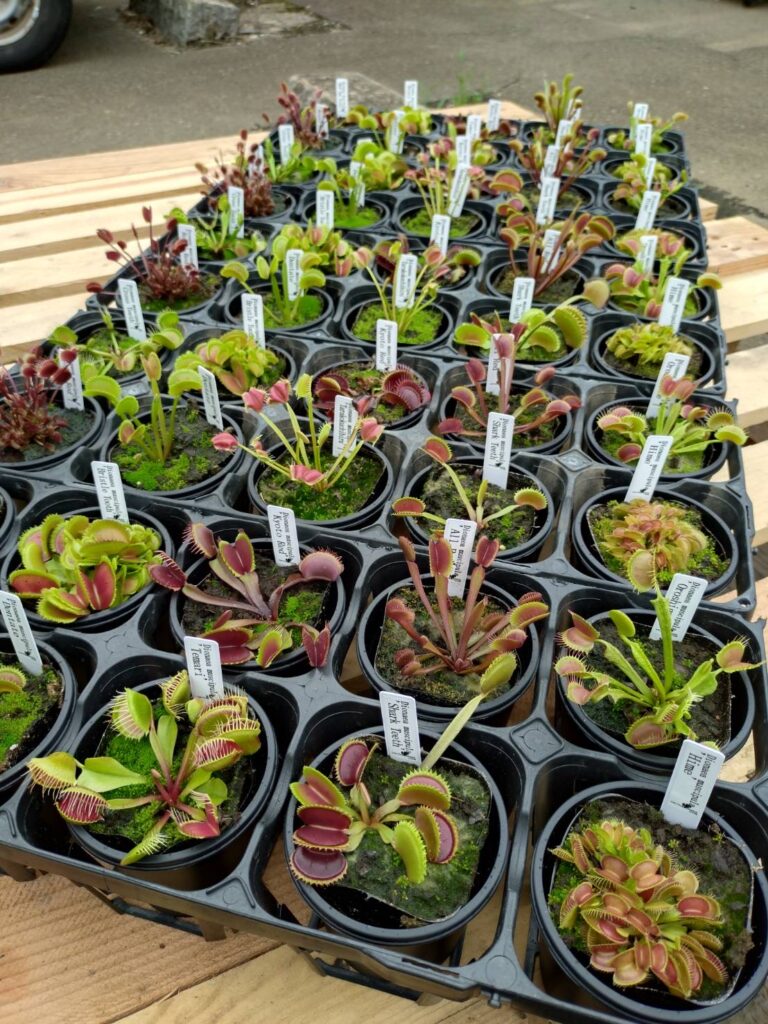 本店】レアなハエトリソウ再入荷しました🌿 | ザ・ガーデンの