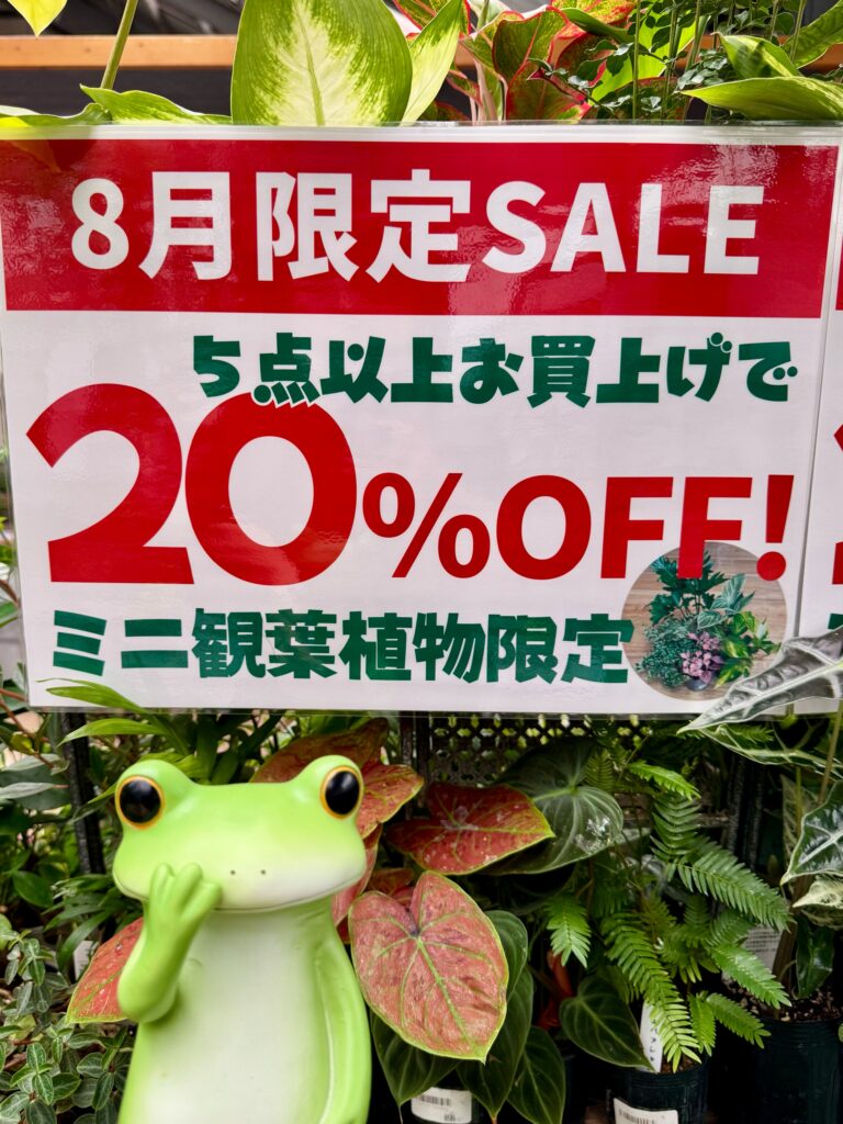 本店】ミニ観葉植物たっぷり入荷中🌿 | ザ・ガーデンの園芸スタッフブログ